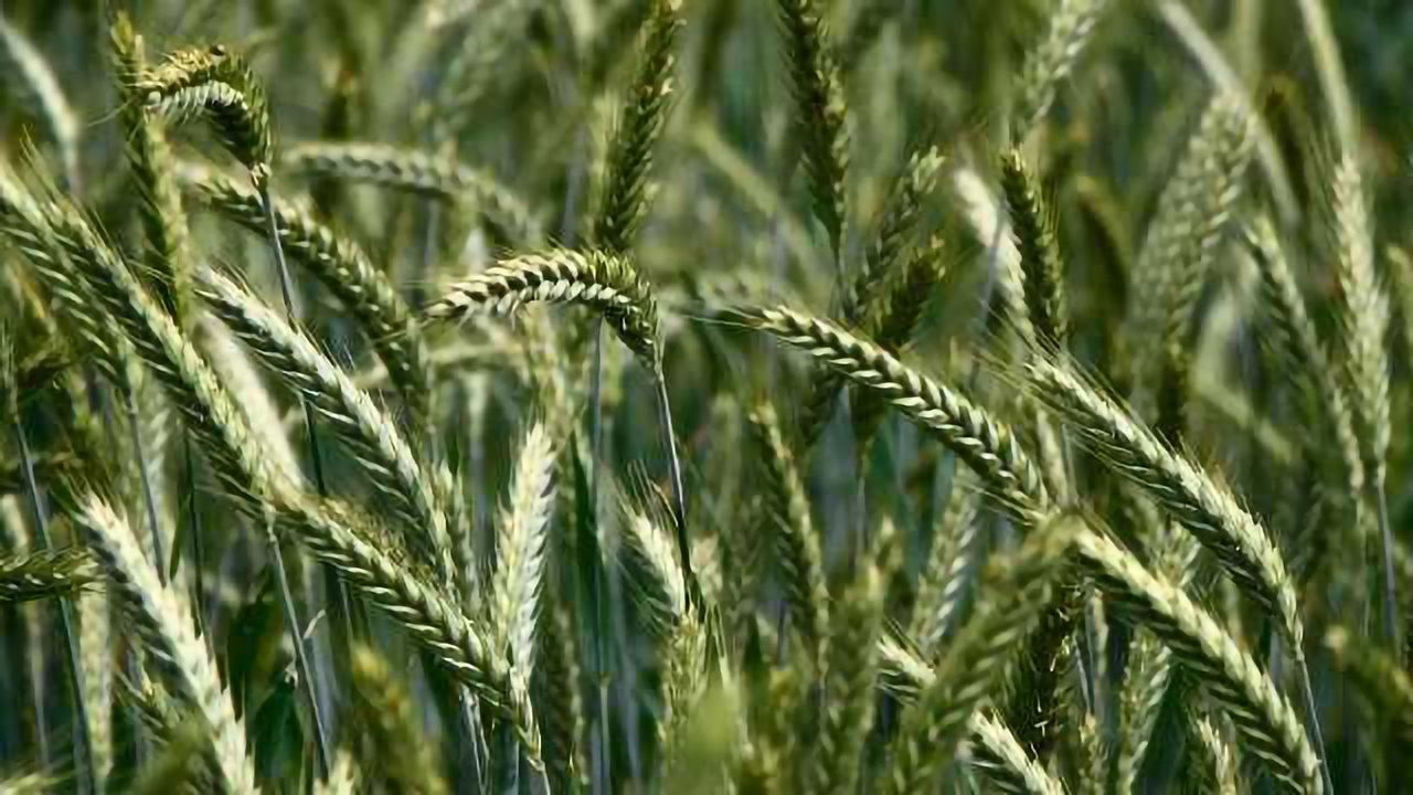 Rise in Herbicide Toxicity