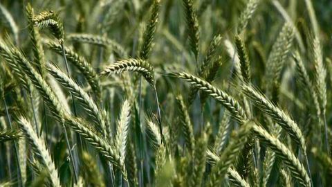 Rise in Herbicide Toxicity