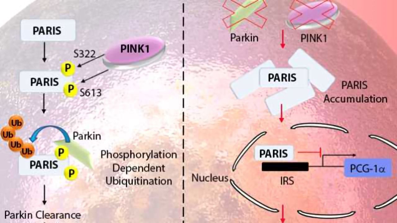 Pathways in Parkinson's Disease