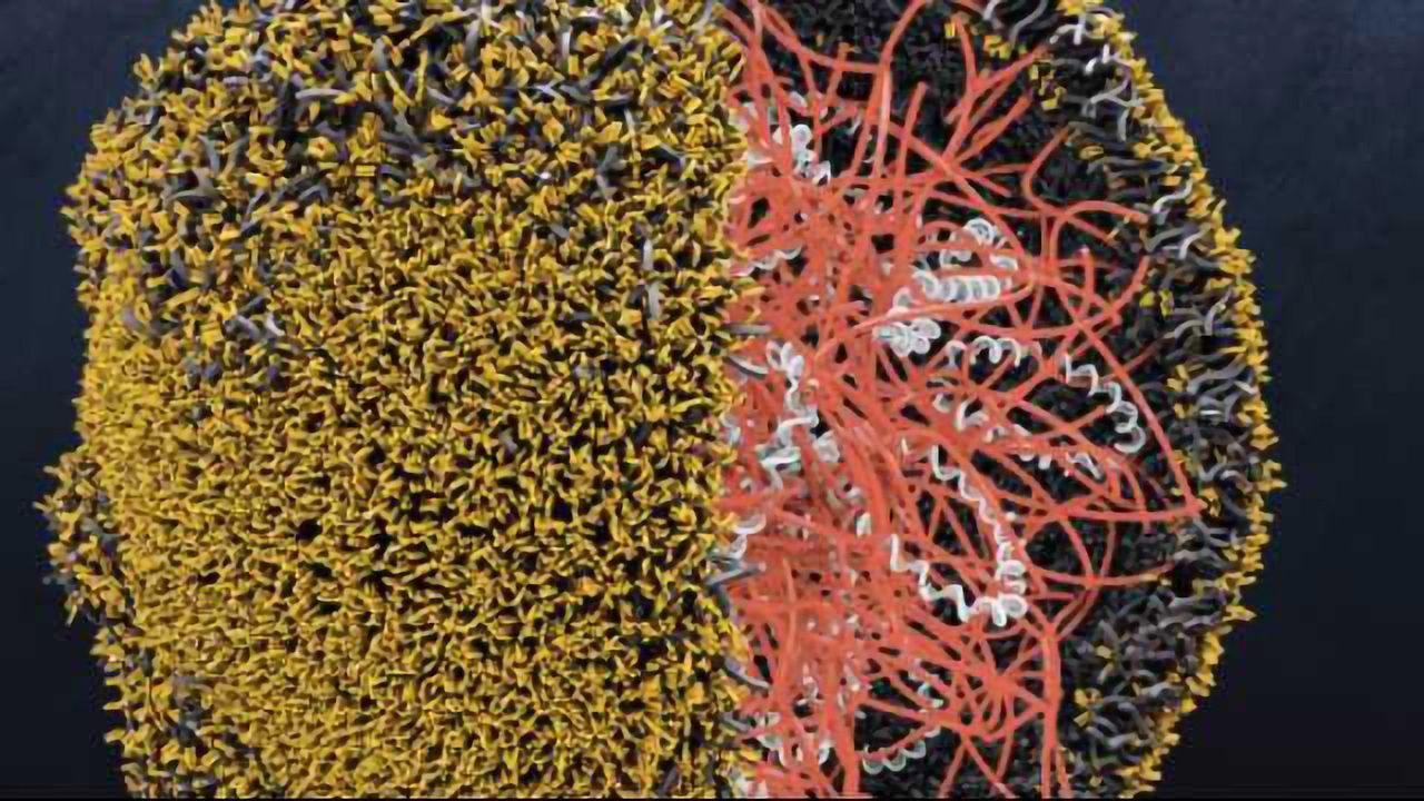 Nanoparticles Reprogram Immune Cells to Fight Cancer in the Body
