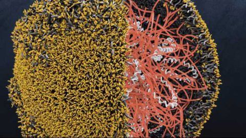 Nanoparticles Reprogram Immune Cells to Fight Cancer in the Body