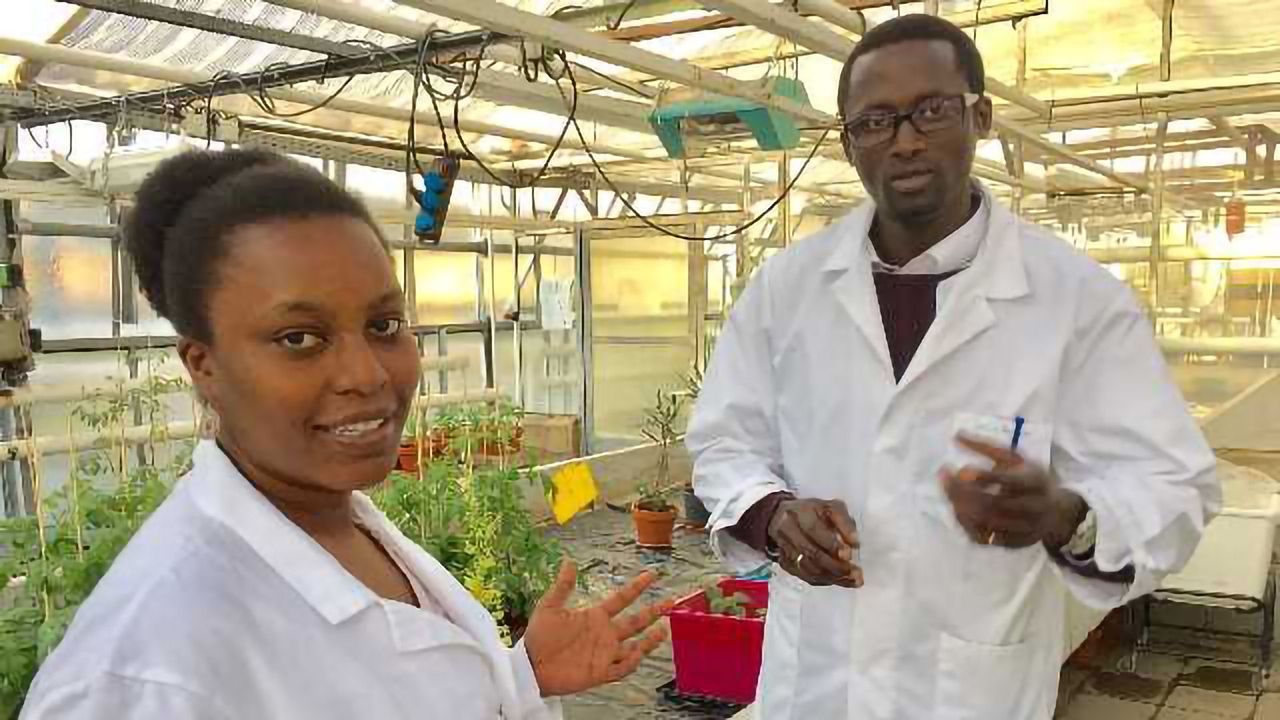Deciphering Plant Immunity Against Parasites