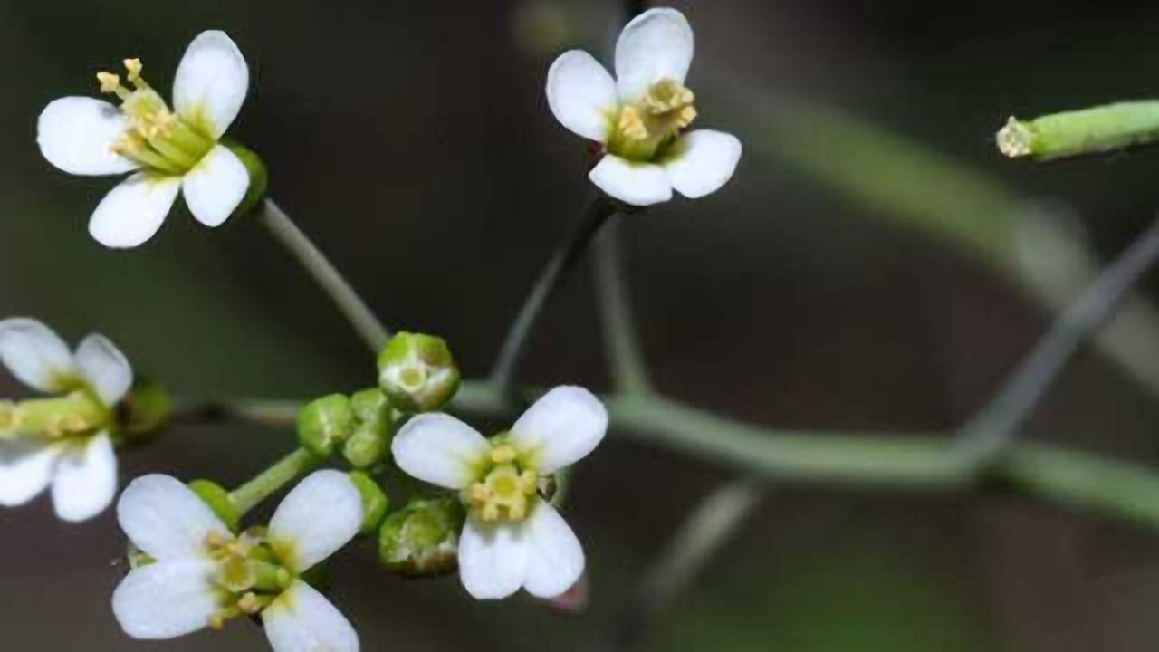 Genomic Screen of Arabidopsis Paves Way to New Therapies