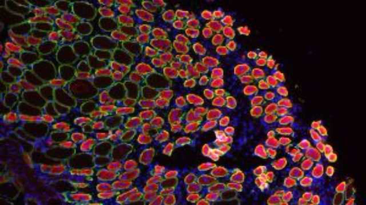 Alerting Stem Cells to Respond to Injury