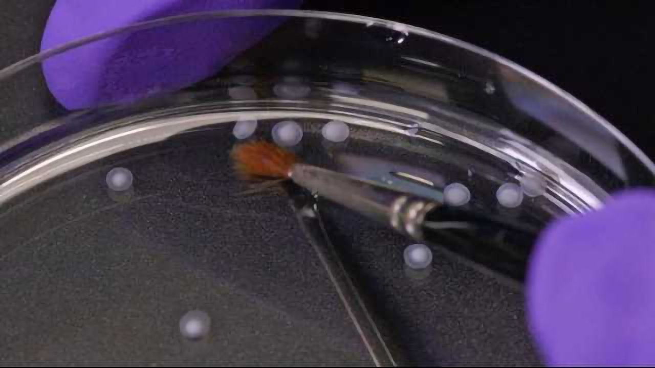 Brain Organoid Created from Stem Cells