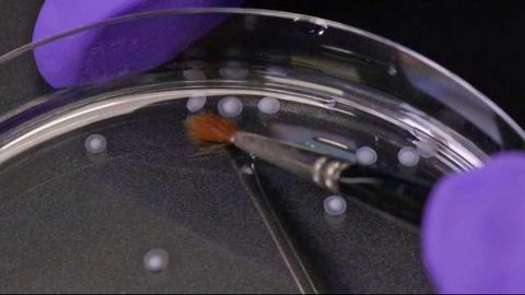 Brain Organoid Created from Stem Cells