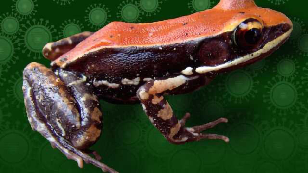 Frog Slime Peptide as a Universal Vaccine?