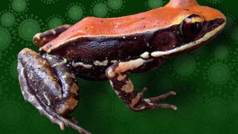 Frog Slime Peptide as a Universal Vaccine?