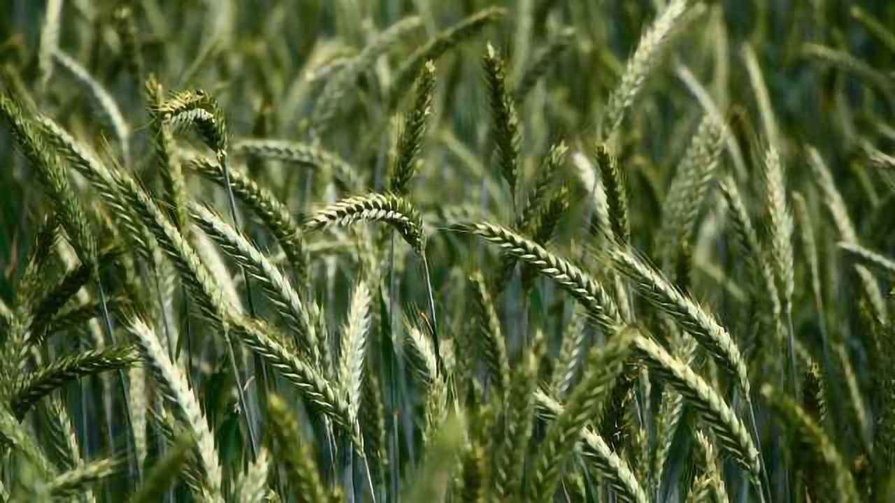 The World’s Most Complete Picture of the Wheat Genome