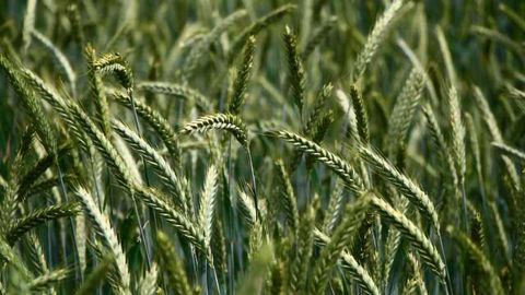 The World’s Most Complete Picture of the Wheat Genome