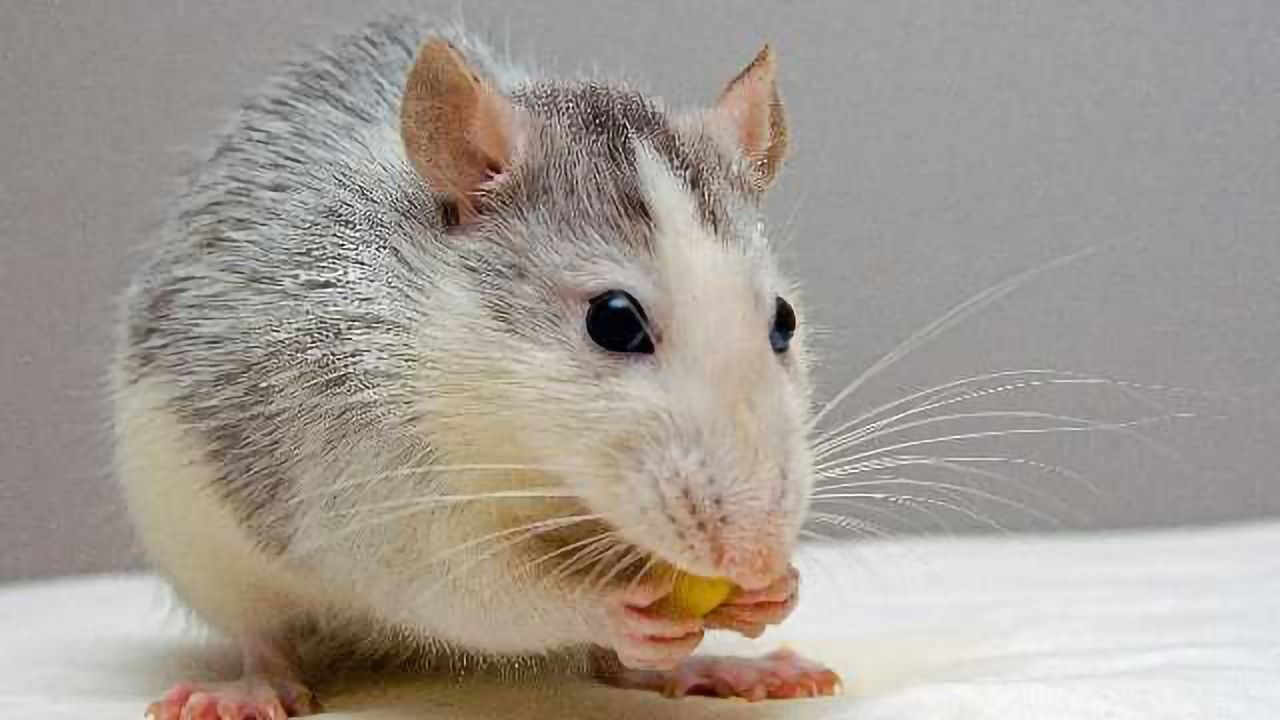 Animal Model For Rare Brain Disease H-ABC Found