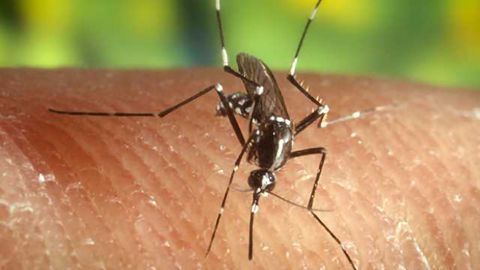 Malaria Parasite Protein Shows Promise as Cancer Therapeutic