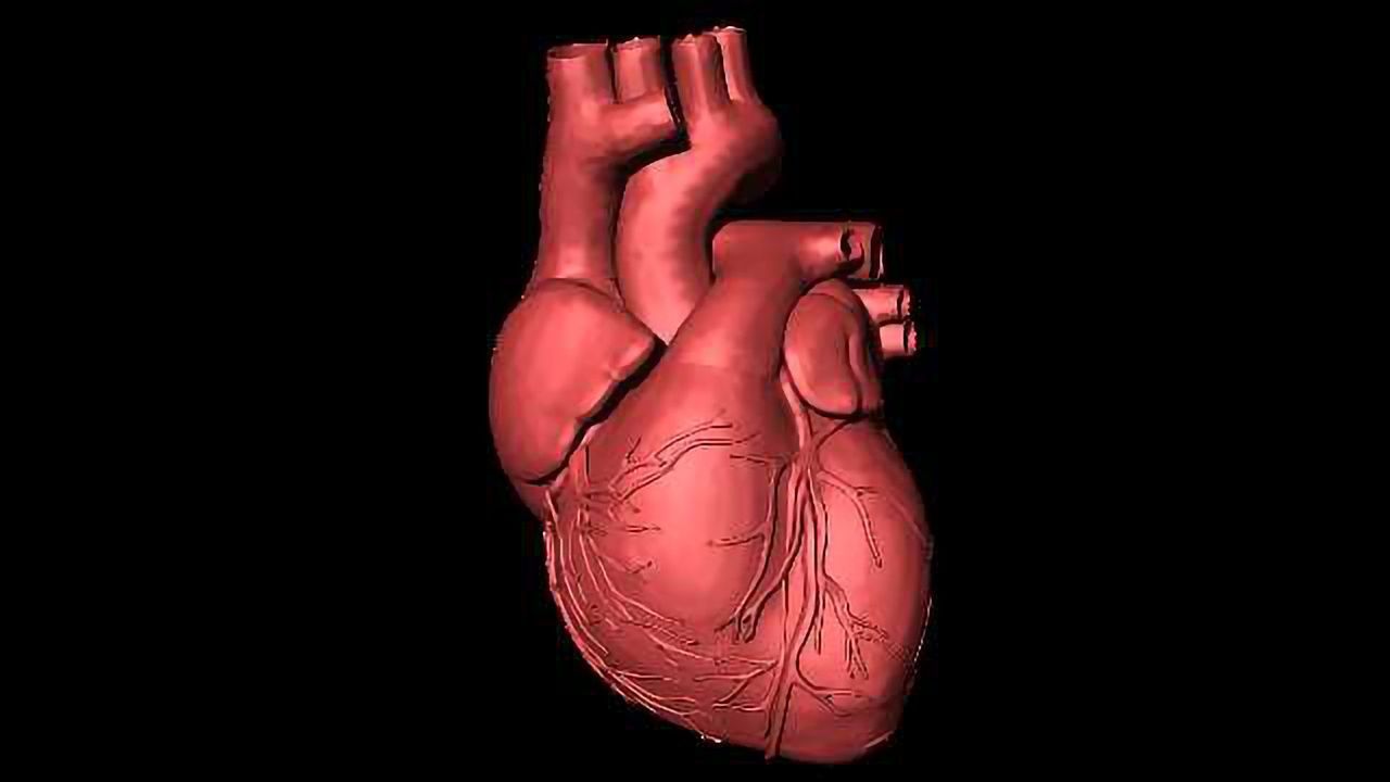 Macrophages Help Maintain A Healthy Heart Rhythm