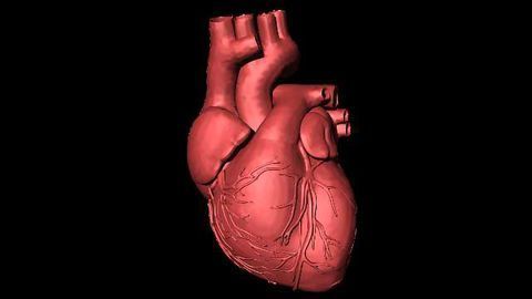 Macrophages Help Maintain A Healthy Heart Rhythm