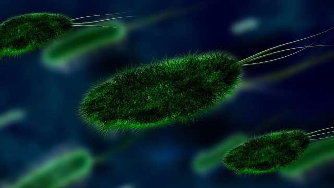 Gut Bacteria Offers Protection from Type 2 Diabetes