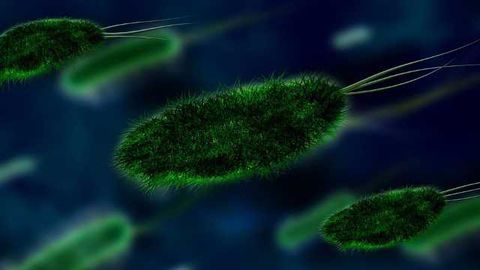Gut Bacteria Offers Protection from Type 2 Diabetes