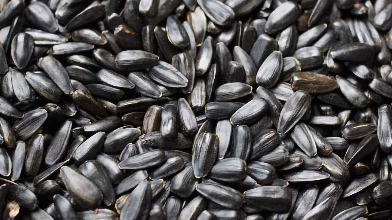 Sunflower Seeds Identified as Source of Potent Liver Carcinogen