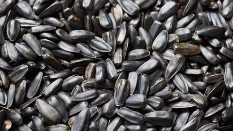 Sunflower Seeds Identified as Source of Potent Liver Carcinogen