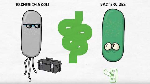 A Genetic Scalpel for Modifying the Bacteria in Your Gut