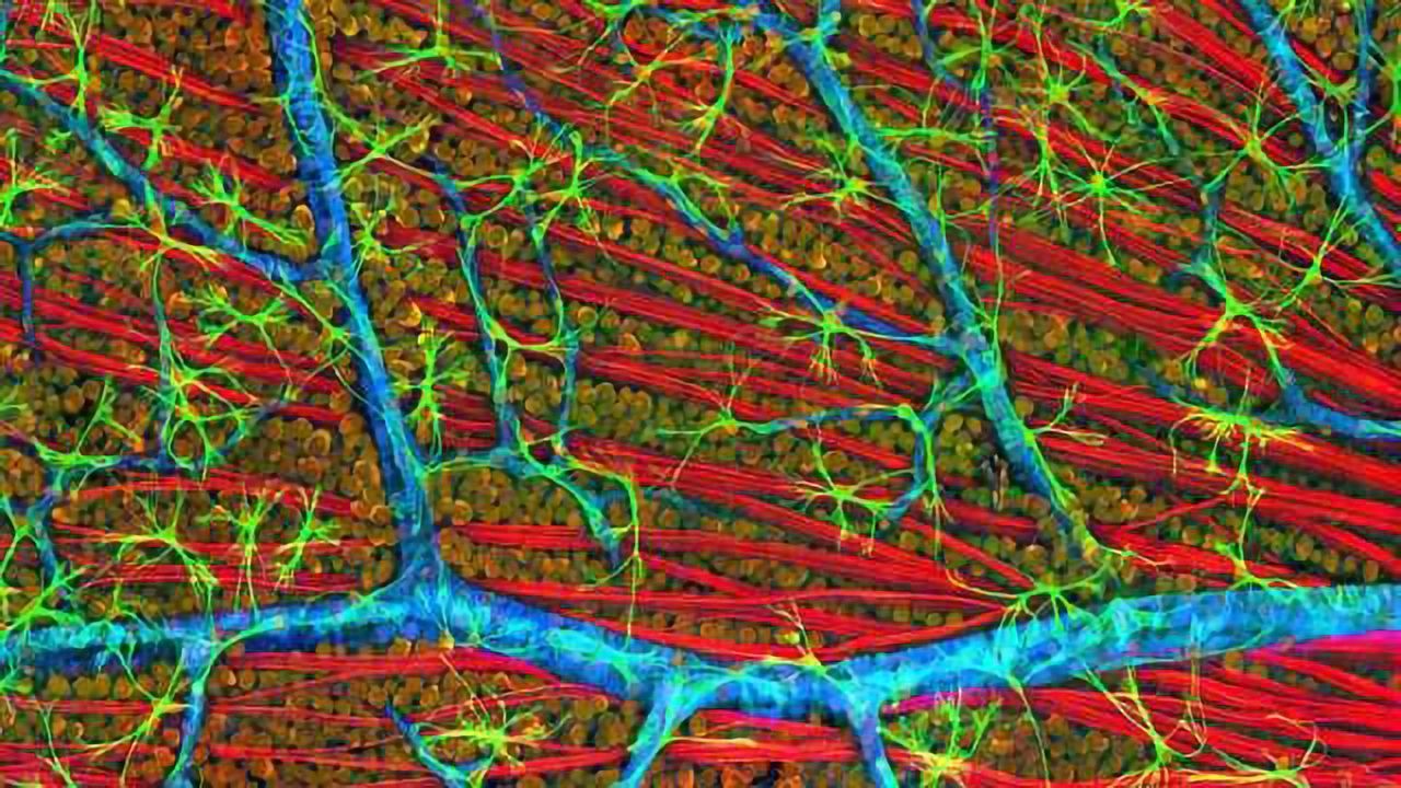 Reversing Gene Damage to Treat Blindness