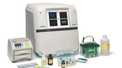 Fluorescent Multiplex Detection of Proteins in Western Blots