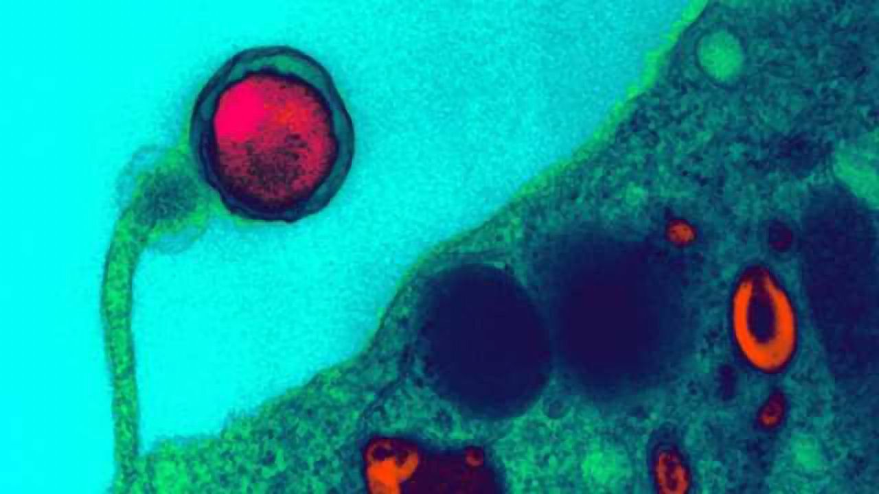 CRISPR and Stem Cells Help Identify New Chlamydia Drug Targets