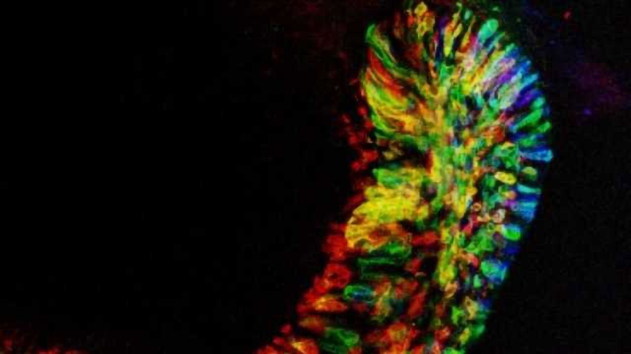 Mouse Teeth Providing New Insights into Tissue Regeneration