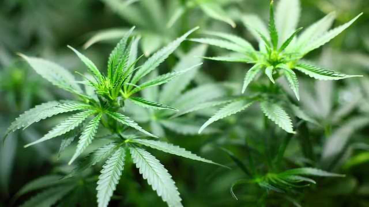 Standards for Cannabis Testing Laboratories