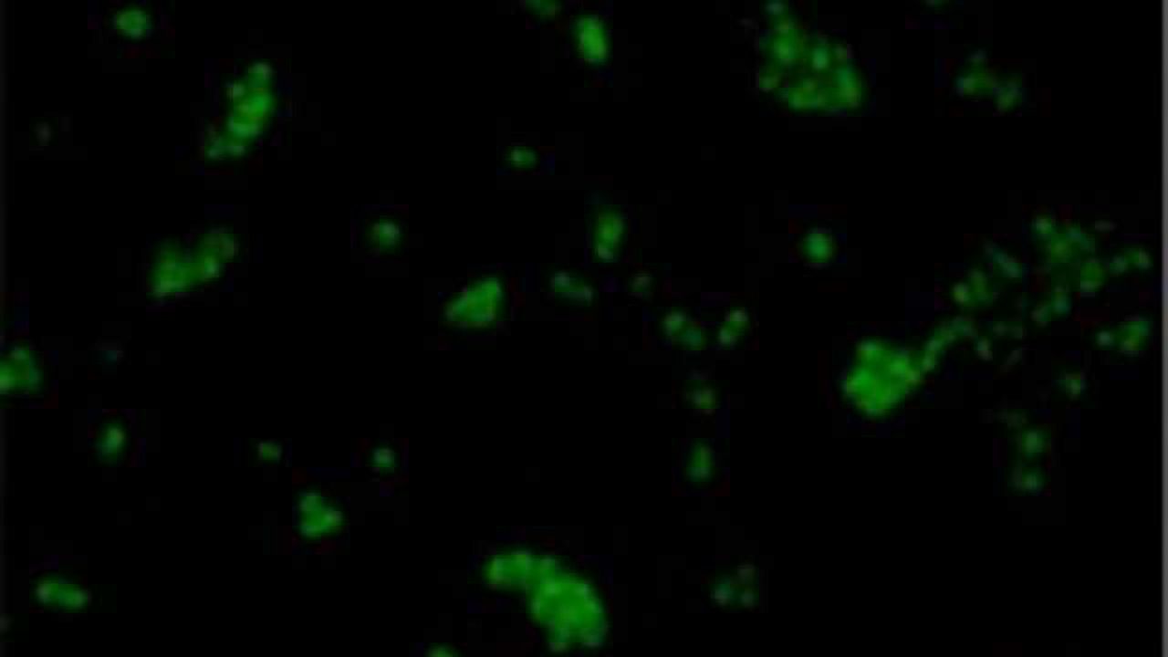 A Glow Stick That Detects Cancer?