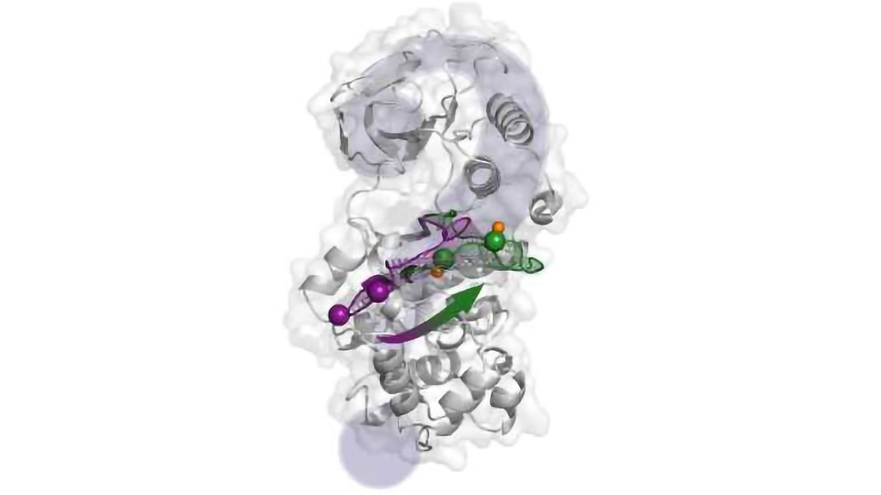 Computational Methods Describe Key Protein in Unprecedented Detail