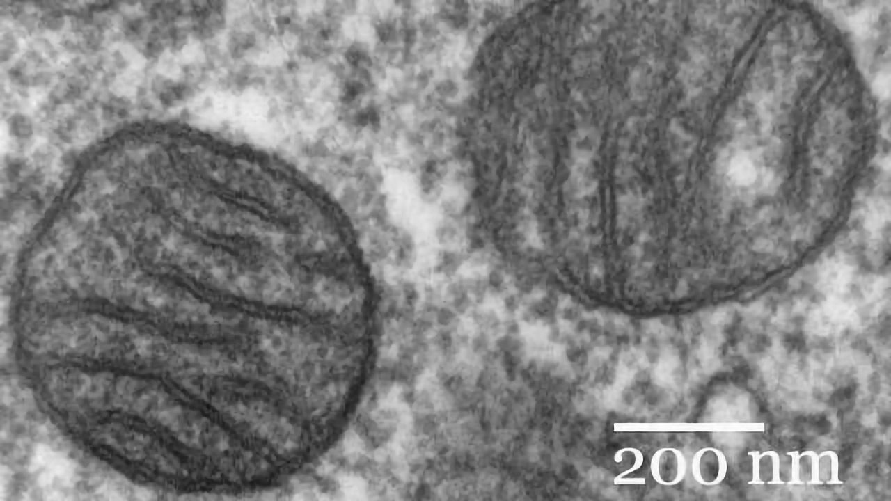 Mitochondrial DNA Repair Mechanism Identified