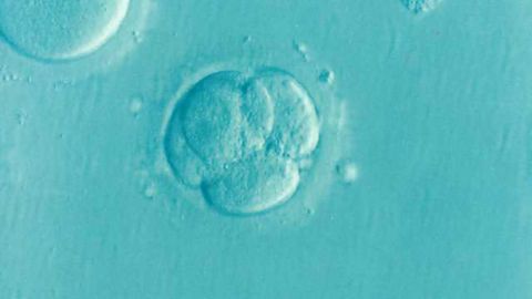 The Gene That Ignites Gene Expression in the Embryo