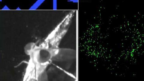 Flight of the Navigator: Ring Attractor Dynamics in the Drosophila Central Brain