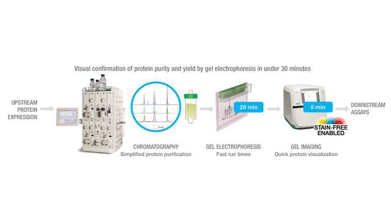 NGC Chromatography System and TGX Stain-Free Gels Workflow