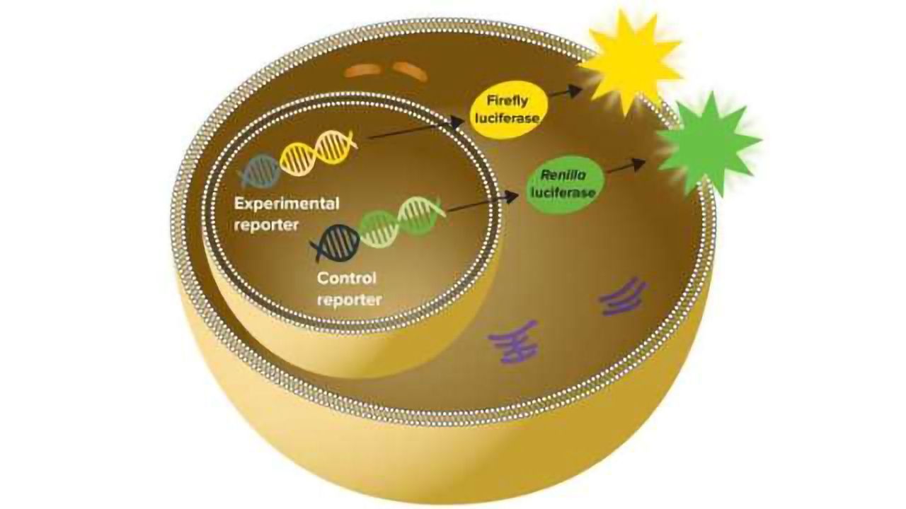 SpectraMax DuoLuc Reporter Assay Kit