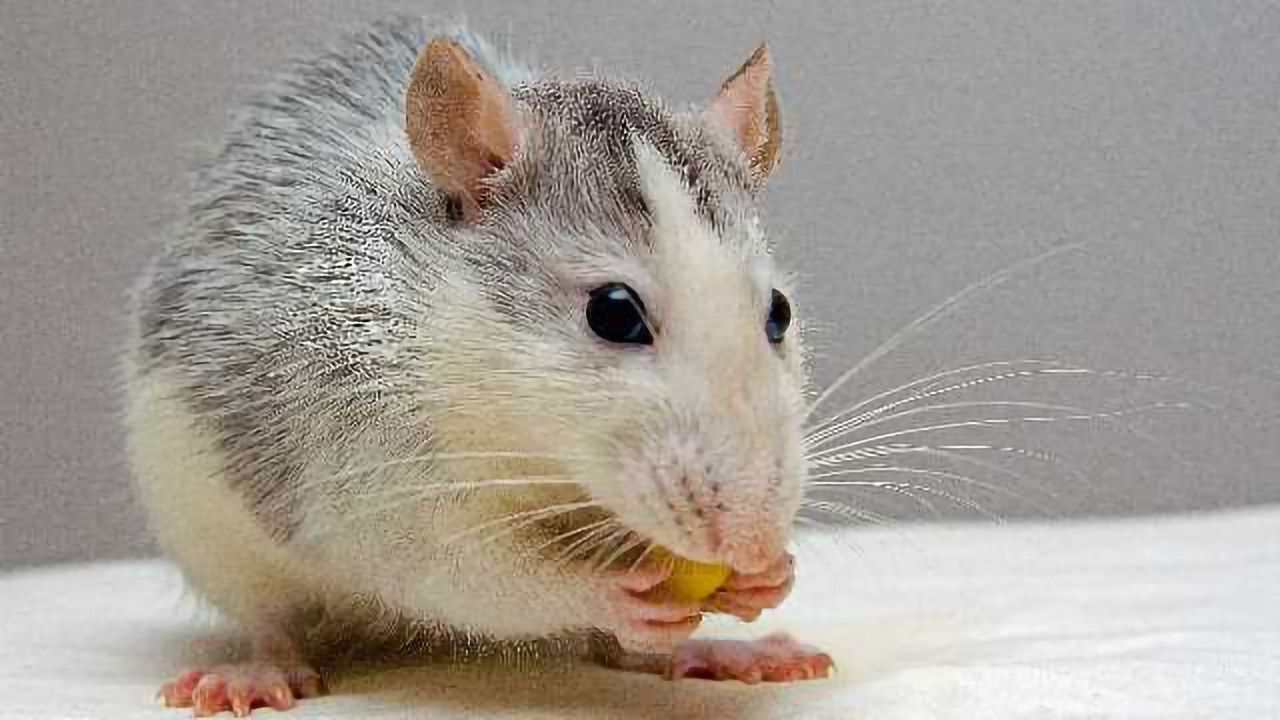 Brain Injury Causes Impulsivity in Rats