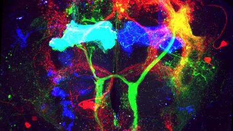 Chemical Brainbow Labels Neurons in Drosophila Melanogaster in Minutes