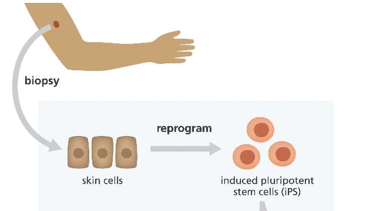 UK's Largest Resource of Human Stem Cells from Healthy Donors Unveiled