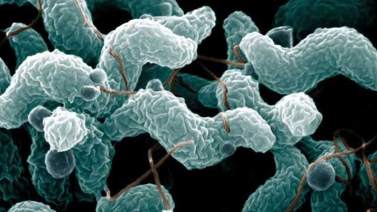 Novel, Low Tech Method for Environmental Sampling Of Campylobacter