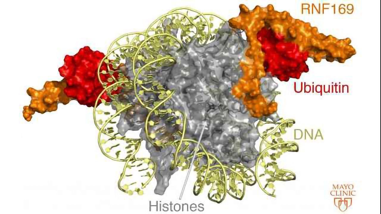 Knowledge of DNA Repair Mechanisms Advances