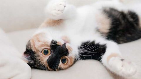 Cat Genomics Study Reveals Rare Genetic Disorders