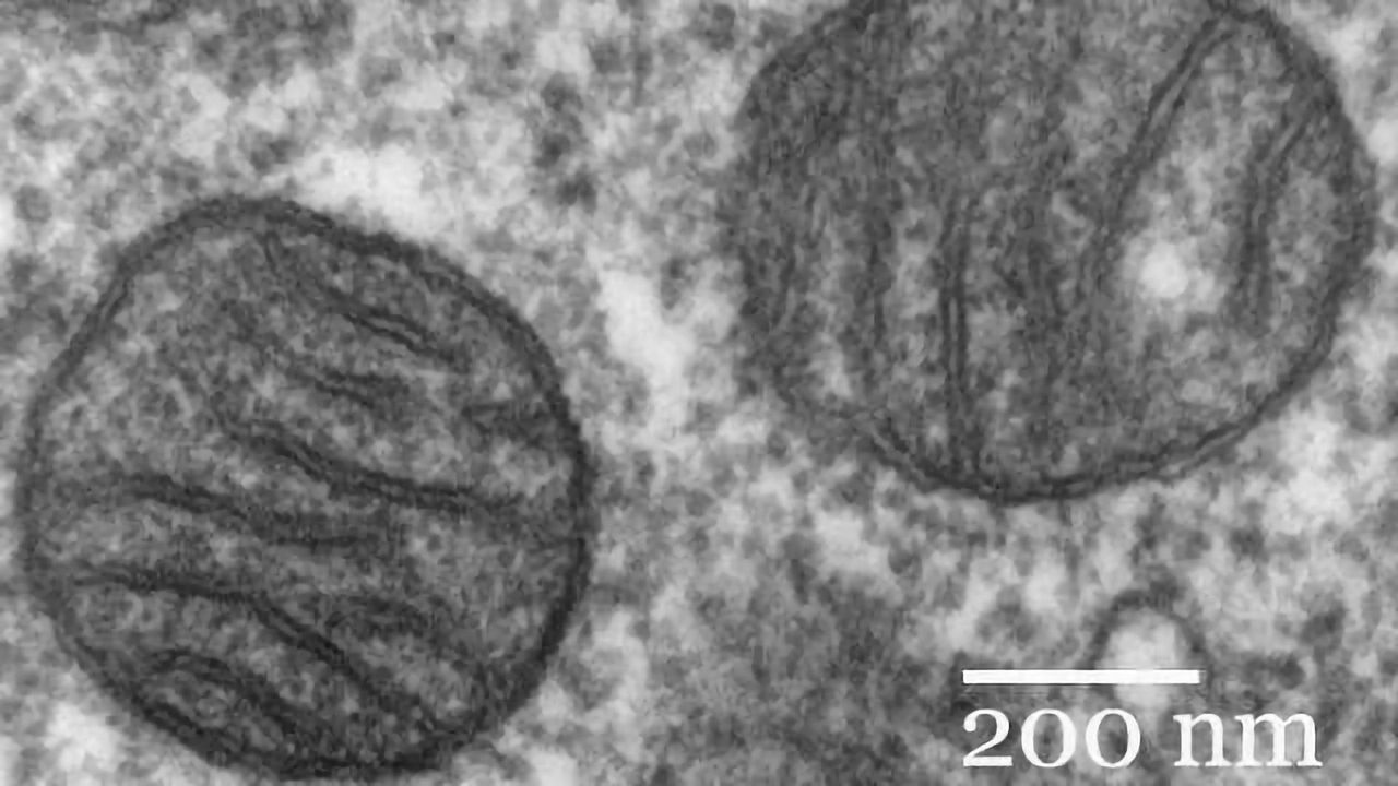 Closing the Gate to Mitochondria