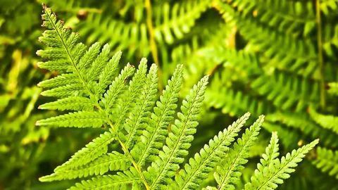 Stem Cells in Plants and Animals Behave Surprisingly Similarly