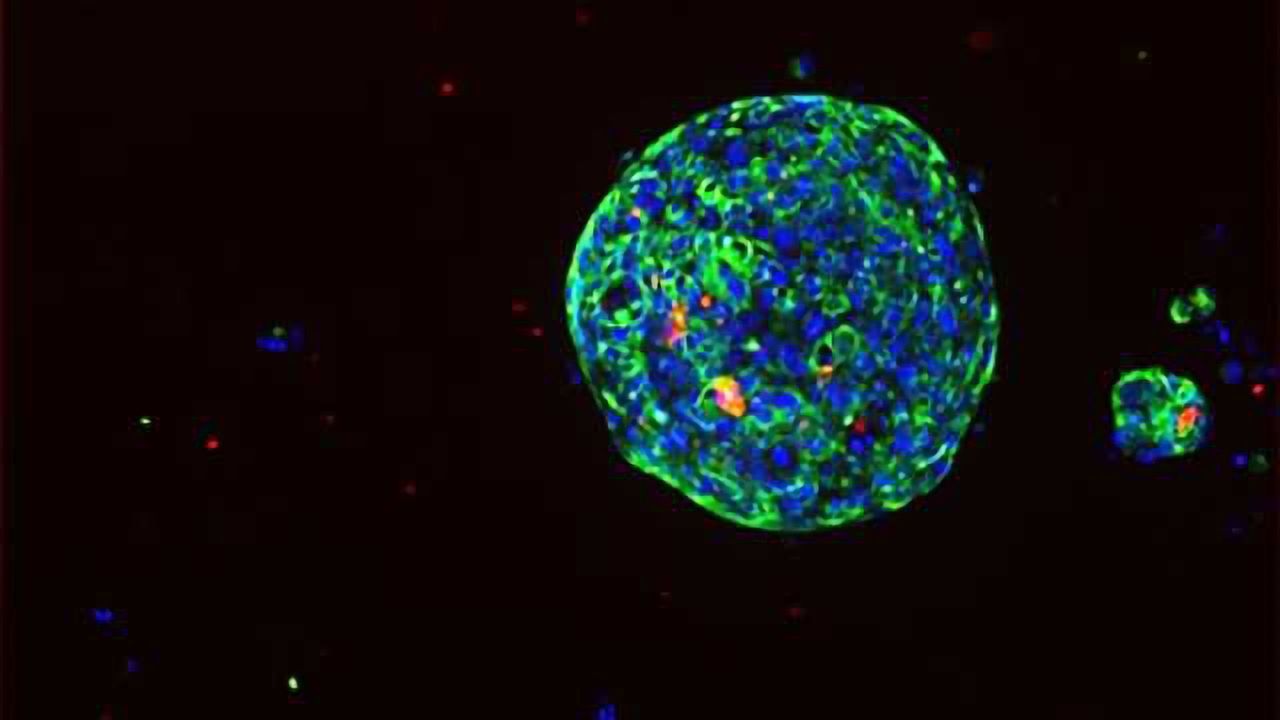 Cell Culture: Moving from 2D to 3D and Beyond