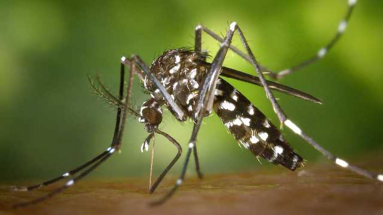 Zika Virus Persists in Brain and Lymph Tissue for up to 72 Days