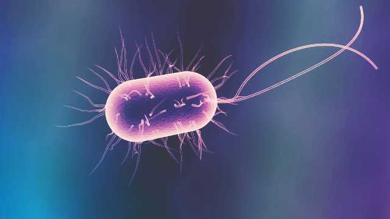 Blood Brain Barrier Weakened by Intestinal Gut Bacteria