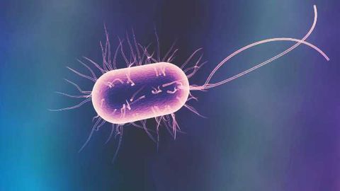 Blood Brain Barrier Weakened by Intestinal Gut Bacteria