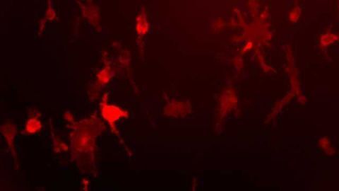 New Microglia Stem Cell Protocol Optimized For High-Throughput Experiments