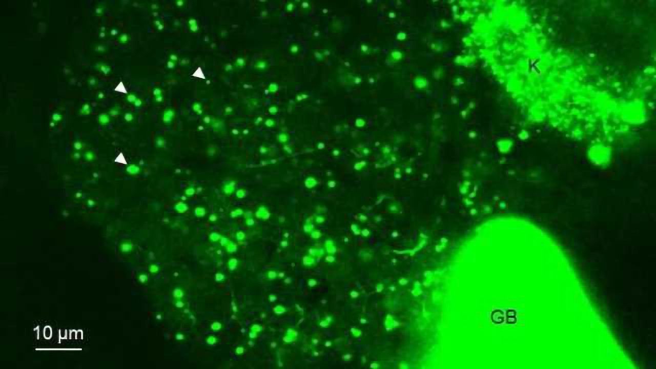 Fat Metabolism in Live Fish: Real-Time Lipid Biochemistry Observed