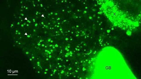 Fat Metabolism in Live Fish: Real-Time Lipid Biochemistry Observed